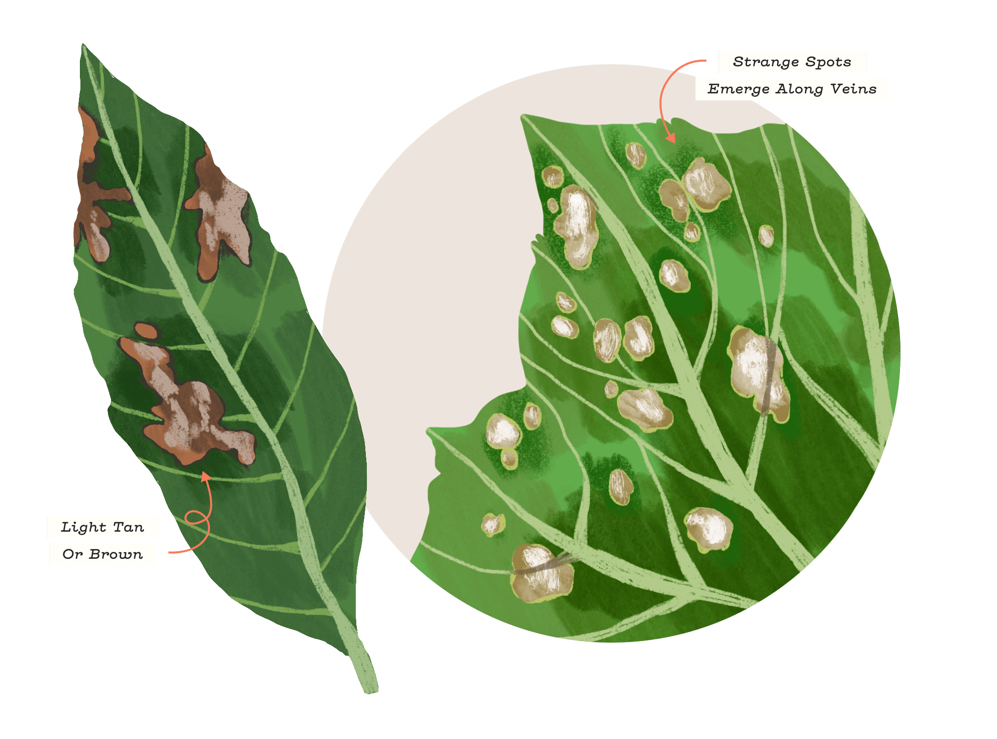 Hébergement Asser derrière black spots on houseplants Mew Mew hanche